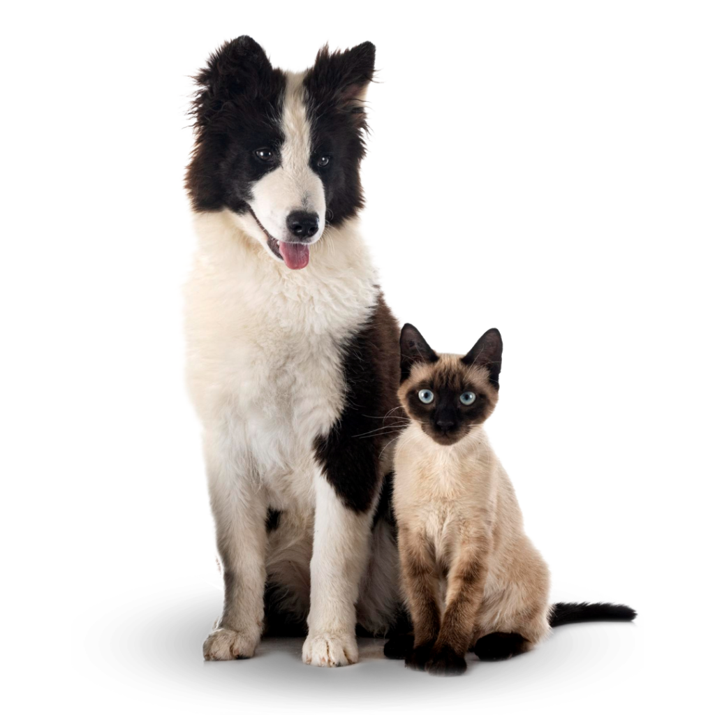 Plan Preventivo Veterinario