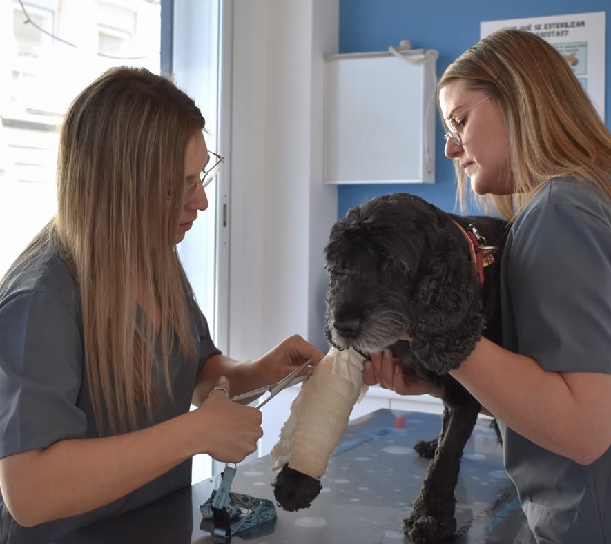 Clinica Veterinaria Albox Almería