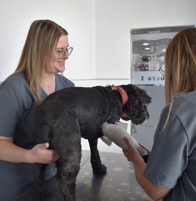 Clinica Veterinaria Albox Almeria